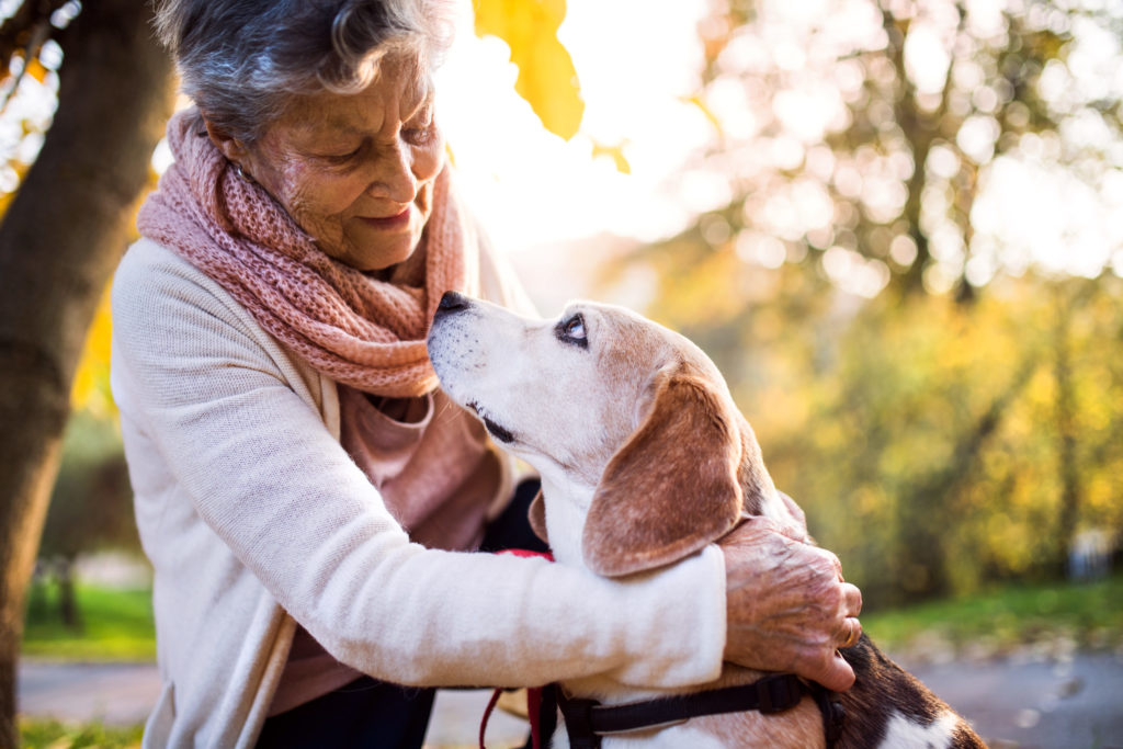 Senior Wellness Dog