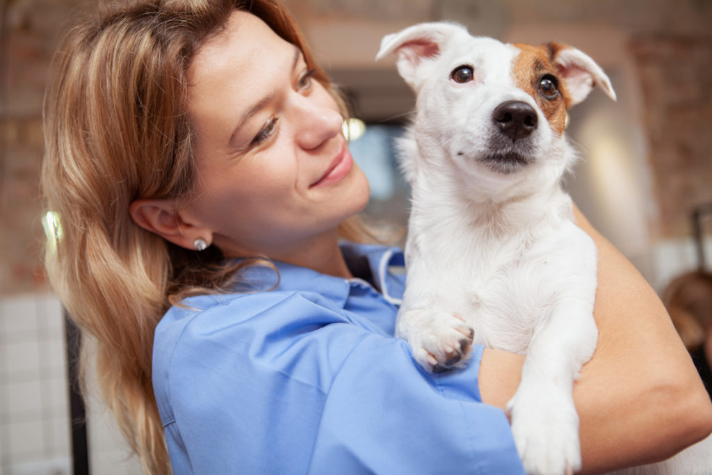 dog about to undergo anesthesia