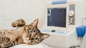 cat getting an ultrasound