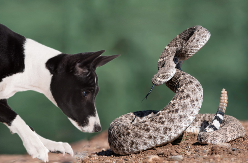 rattlesnake-dog