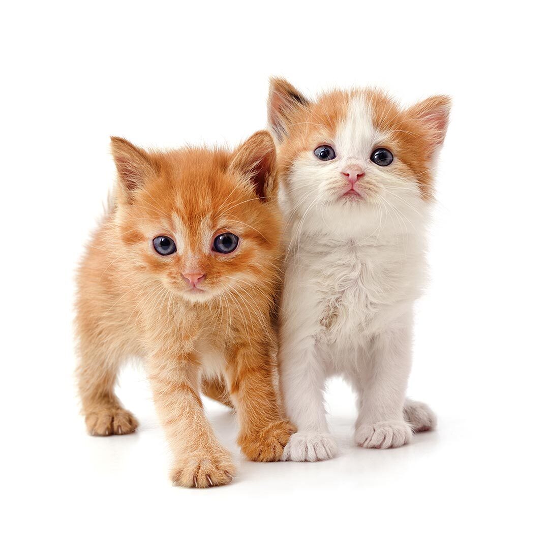 spay-and-neuter-surgery-in-baltimore-md-circle-45733775ee83732e8d08471d85825a19-u0qv9ps7m5y1 spay-and-neuter-special